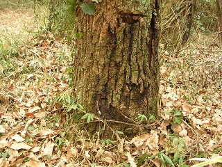 050123_012.jpg (40003 バイト)