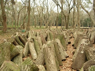 050123_015.jpg (40030 バイト)