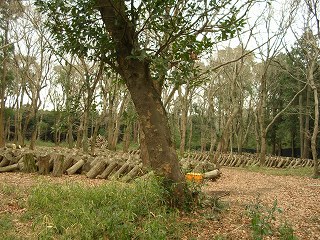050123_018.jpg (40954 バイト)
