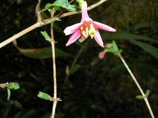 050123_033.jpg (39506 バイト)