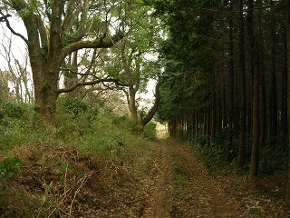 050123_037.jpg (39491 バイト)