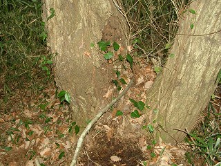 050123_038.jpg (39818 バイト)