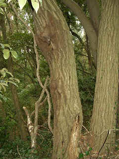 050123_039.jpg (43469 バイト)