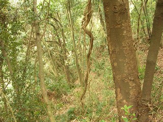 050123_051.jpg (39415 バイト)