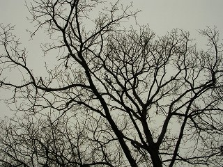 050123_052.jpg (40612 バイト)
