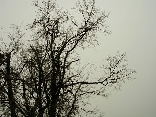 050123_053.jpg (40220 バイト)