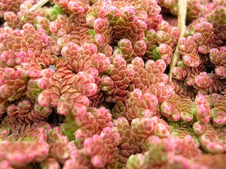 050123_060.jpg (40010 バイト)