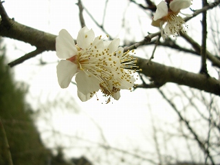 050123_067.jpg (40150 バイト)
