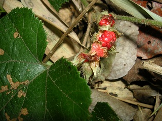 050123_068.jpg (40796 バイト)