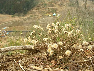 050123_078.jpg (39529 バイト)