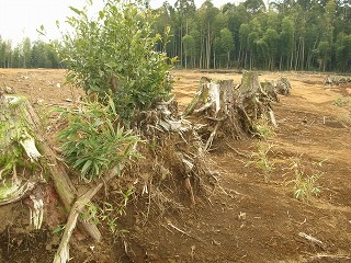 050123_079.jpg (39746 バイト)