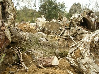 050123_081.jpg (40910 バイト)