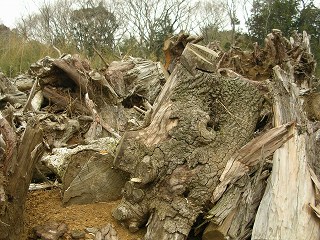 050123_083.jpg (39661 バイト)