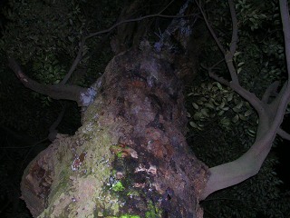 050707_005.jpg (29197 oCg)