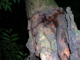 050710_229.jpg (29329 oCg)