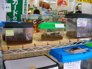 050816_003.jpg (29559 バイト)