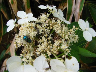 050816_018.jpg (30595 バイト)