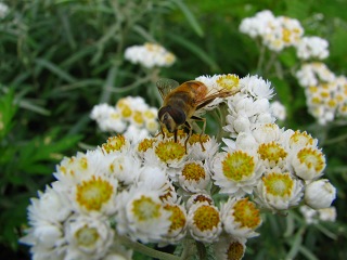 050816_029.jpg (29388 バイト)