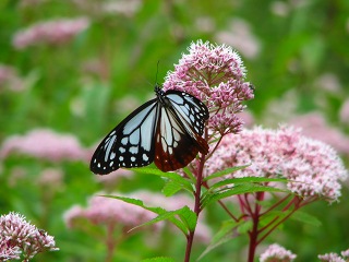 050816_032.jpg (28906 バイト)