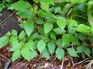 050816_040.jpg (29742 バイト)