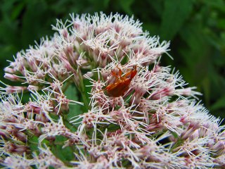 050816_044.jpg (29876 バイト)