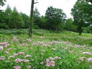 050816_054.jpg (30324 バイト)