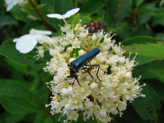 050816_069.jpg (28747 バイト)