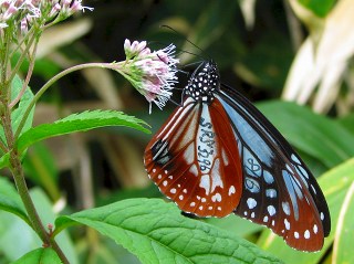 050816_075t.jpg (29892 バイト)