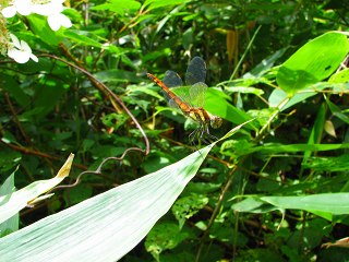 050816_081.jpg (30114 バイト)