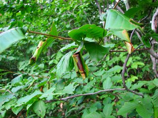 050816_083.jpg (30560 バイト)