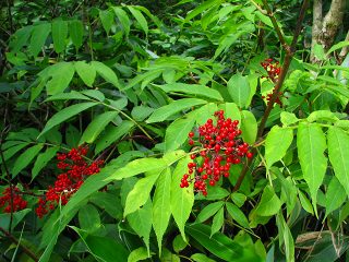 050816_086.jpg (29744 バイト)