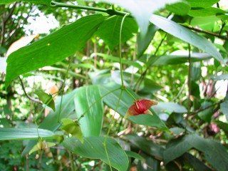 050816_093.jpg (30716 バイト)