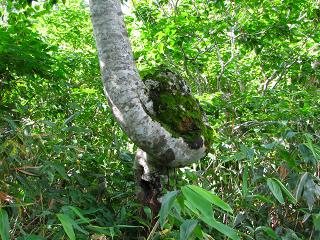 050816_098.jpg (30227 バイト)