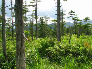 050816_103.jpg (29902 バイト)