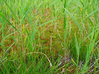 050816_113.jpg (30076 バイト)