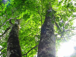 050816_117.jpg (29891 バイト)
