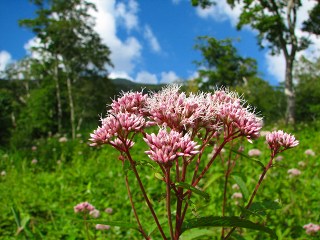 050816_120.jpg (29571 バイト)