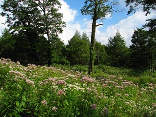 050816_124.jpg (30001 バイト)