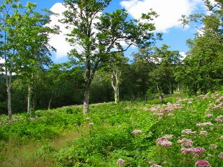050816_126.jpg (30697 バイト)