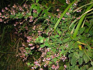 050918_102.jpg (30648 oCg)