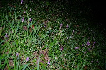 060825_080.jpg (35105 oCg)