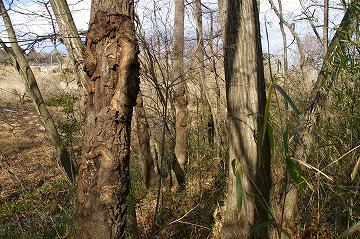 080104_038.jpg (37101 oCg)