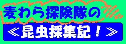 mugiwara.gif (8446 バイト)