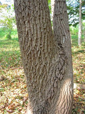 里山と雑木林の遊歩道 小さき者へ カブトムシの集まる樹を見つけよう