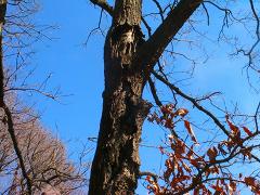 040306_031.jpg (15126 oCg)