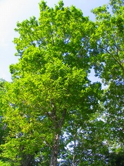 雑木林の遊歩道～植生【広葉樹・針葉樹】